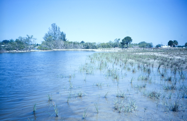 A site restored by the SW Florida Water Management District and planted by theTampa Bay Wetland High School Nursery Program