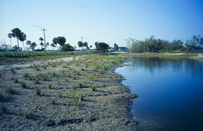 Before planting, some saltmeadow cordgrass,Spartina patens, is seen in the foreground