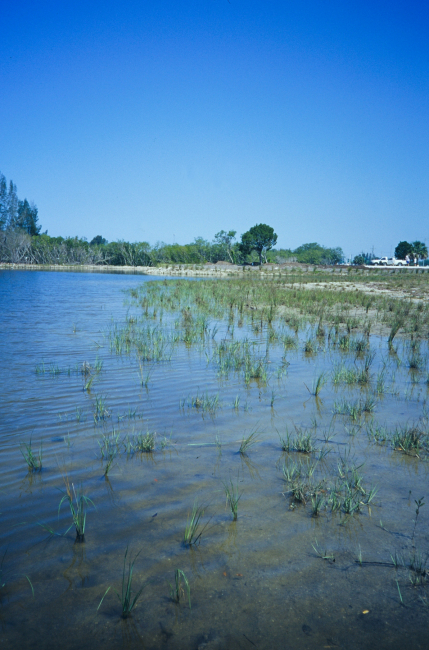 The restoration site after planting, during a high tide