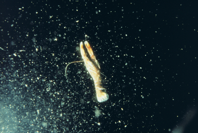 A larval lobster in the water column