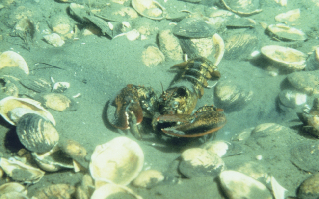 An American lobster, Homarus americanus, seen among shell debris on the oceanbottom