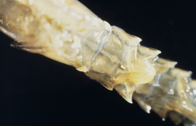 A close up of a microwire tag inserted into the ventral tail section of an earlybenthic stage lobster
