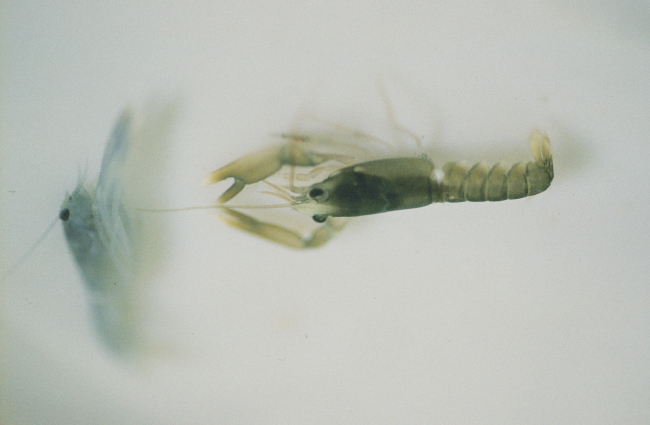 An all blue juvenile specimen of Homarus americanus retreats after an attack