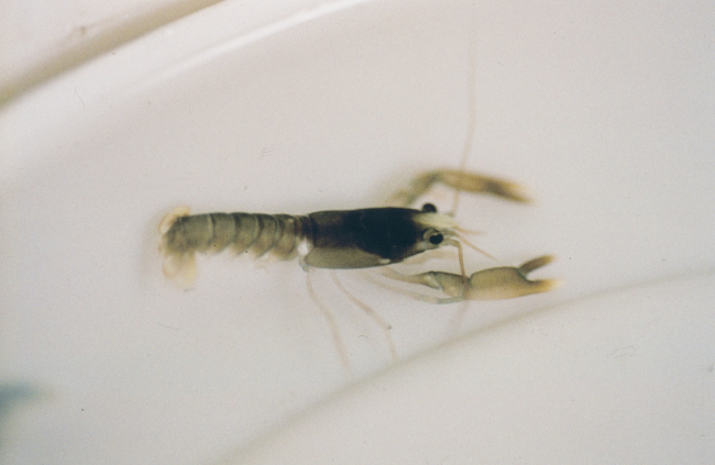 A juvenile American lobster rests in its condo