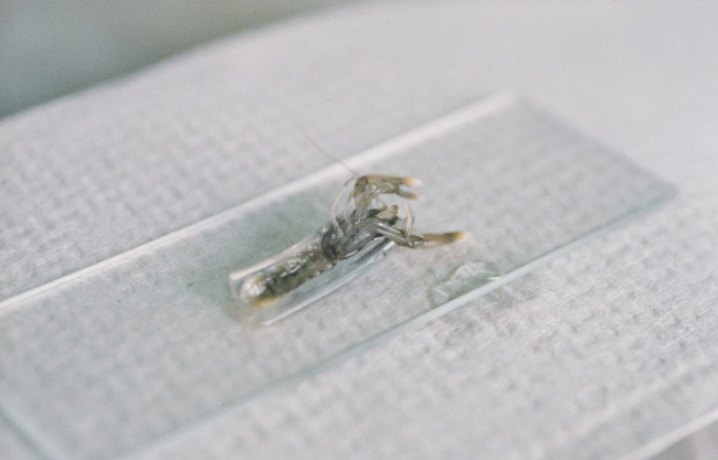 A baby lobster is measured before having a microwire tag injected into itscarapace