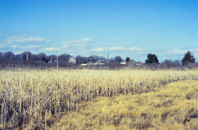 A portion of the marsh dominated by Cattails