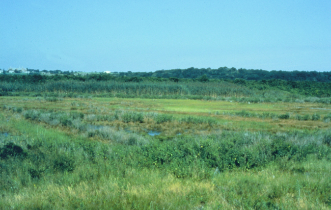 The healthy, undisturbed downstream portion of Sachuest Marsh