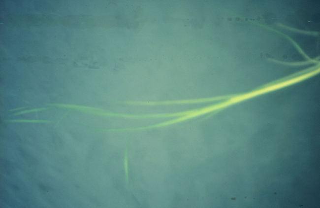 A single blade of Zostera marina, eelgrass, seen from underwater