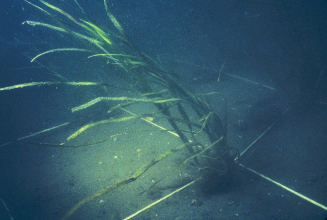 A plug of Zostera marina, shown after transplant into one of the the tenlocations in Narragansett Bay, RI