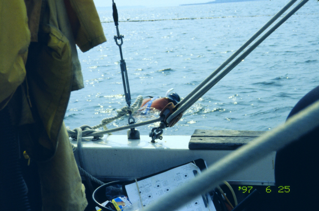 The last in a series of images showing NOAA scientists at the 1997 transplantsite just before transplanting the eelgrass turf