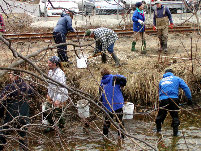 Volunteers work to restore smelt spawning habitat