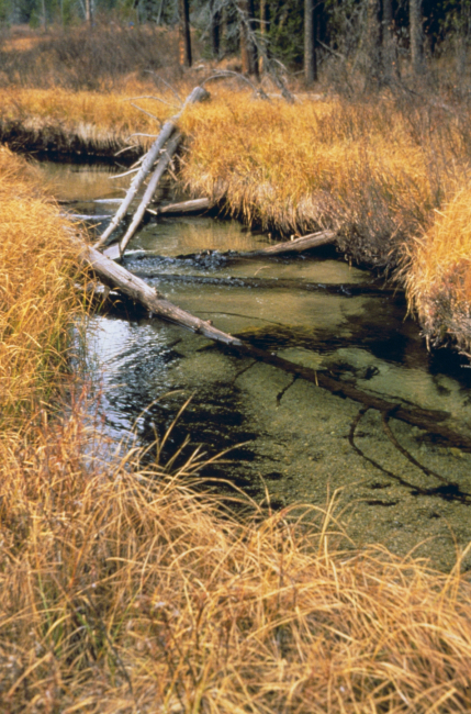 An image showing the healthy riparian habitat
