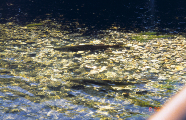 A pair of Chinook salmon on a redd