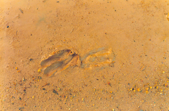Deer tracks at Iron Mountain Mine