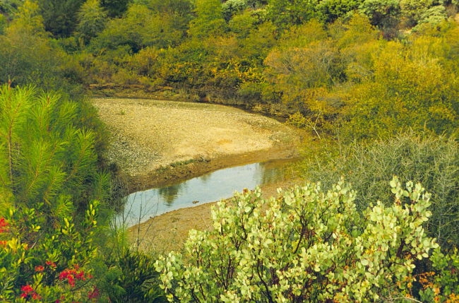 Flat Creek at Keswick reservoir near Redding CA near normal riparian habitat