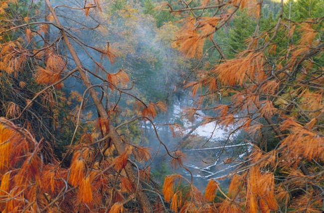 Sulphuric acid fumes kills trees on top of Iron Mountain Mine