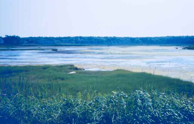 Nonquit marsh, a tidally restricted marsh and one of the projects selected forrestoration during Round 2