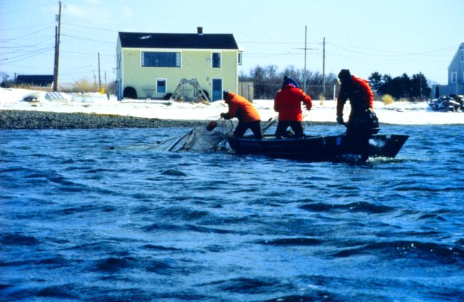 Point Judith Pond, retrieving a fyke net used to sample fish for exposure tooil