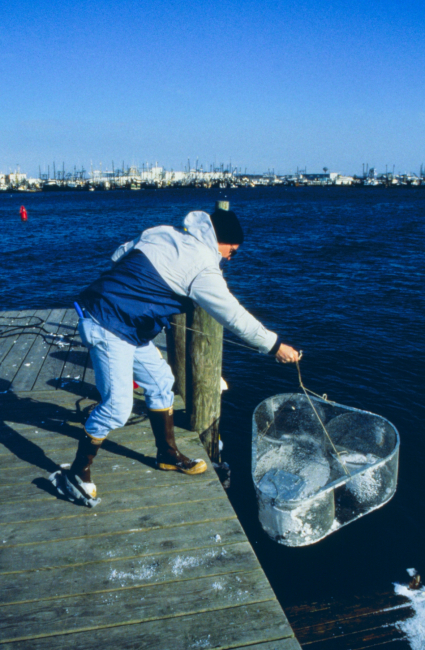 Point Judith Pond, Tracey Collier deploys a fish trap to sample fish and theirexposure to oil