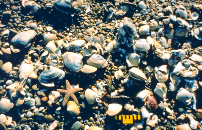 Dead surf clams and other invertebrates after the spill