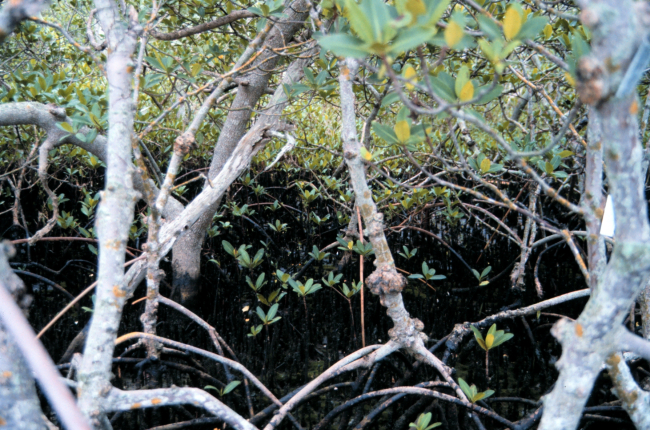 Oiled mangrove habitat on Elenor Island, Pinellas County
