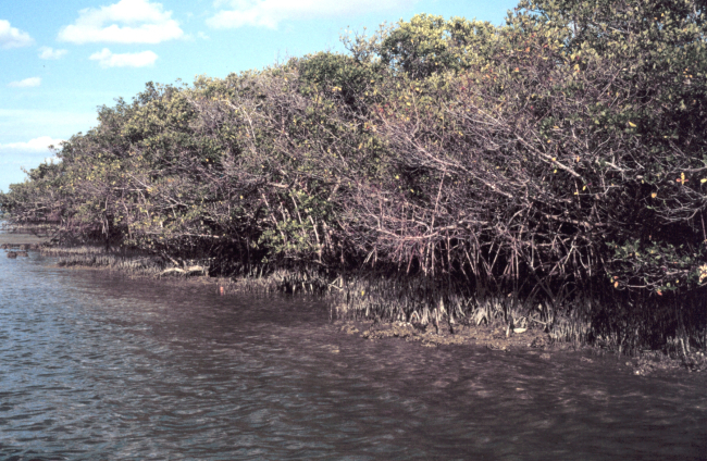 Oiled mangrove habitat near John's Pass, Pinellas County