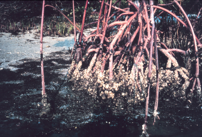 Oiled mangrove habitat near John's Pass, Pinellas County
