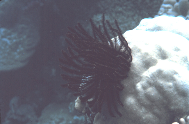 Crinoid on a coral head