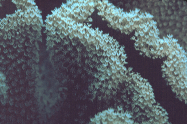 Coral polyps extended for feeding