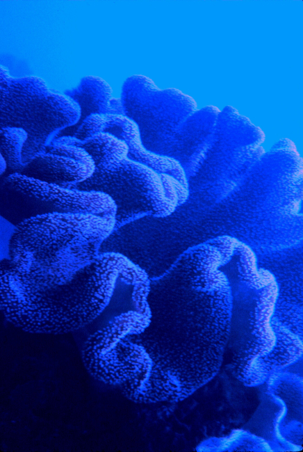 Feeding polyps on massive coral head (Pocillopora meandrina) -polyps are filter-feeders