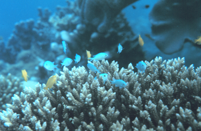 Two types of Chromis sp
