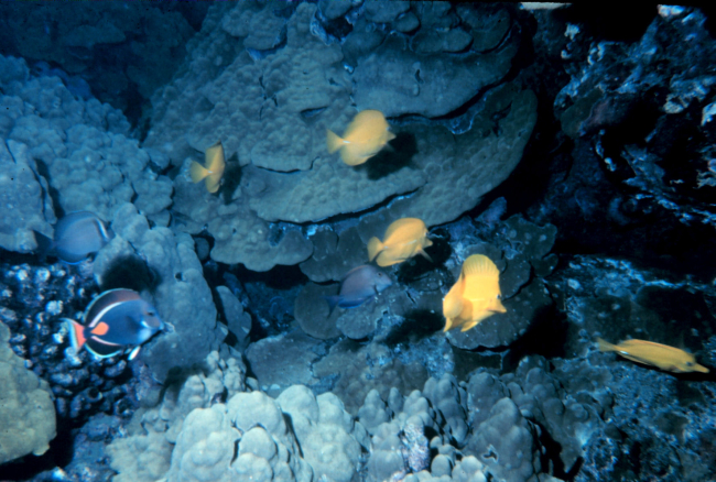 Acanthurus Achilles, Achilles Tang in lower leftZebrasoma Flavescens, Yellow Tangs; large Porites sp