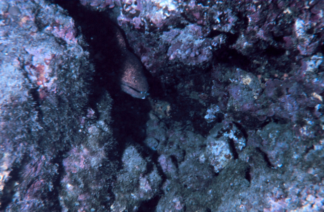 Gymnothorax flavimarginatus - Moray eel living in crevasse in reef