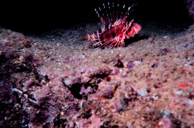 Pterois sphex - Lionfish - Dorsal spines are extremely poisonous