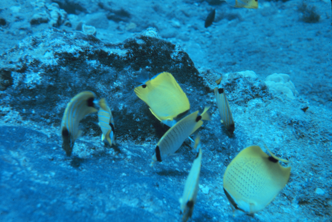 Species of butterflyfi feeding on damselfish eggs attached to substrate