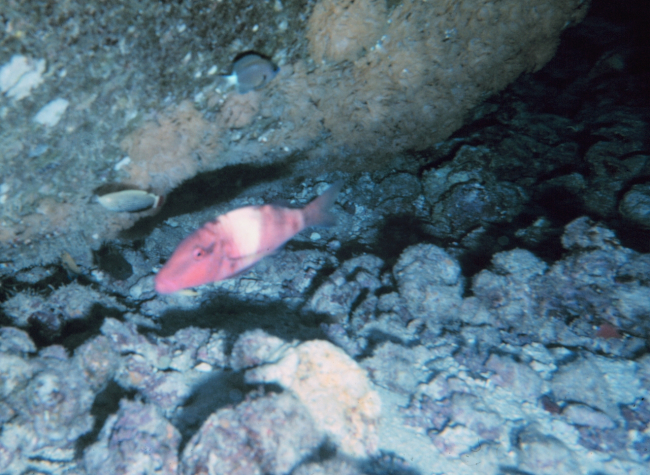 Parupeneus multifasciatus - a red goatfish