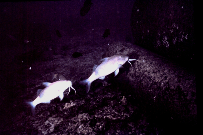 Goatfish  - Parupeneus chryserydros - with goat whiskers