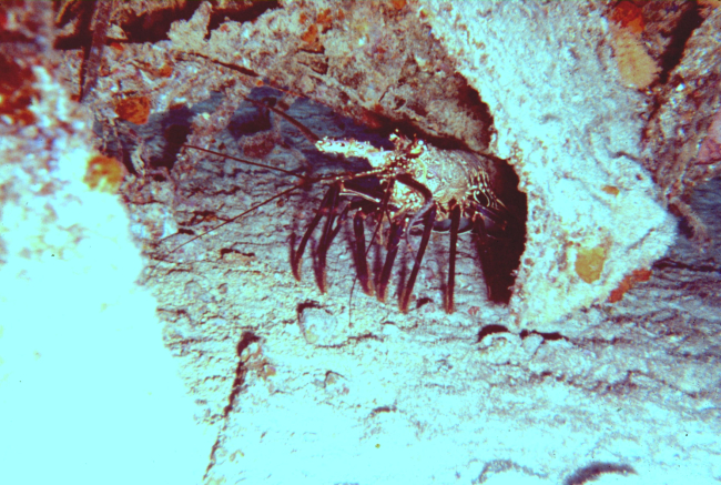Spiny lobster - Panulirus sp
