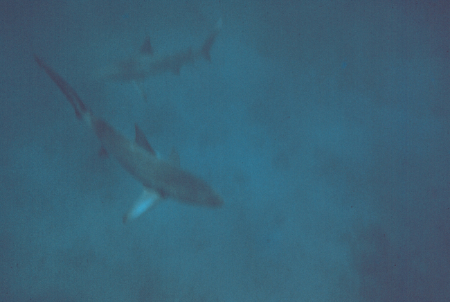 Diver's eyeview of loitering sharks - Carcharinus sp