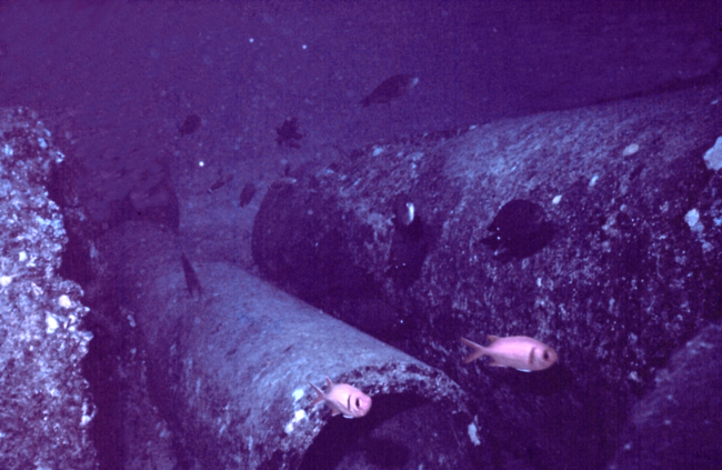Big-scale soldierfish (Myripristis berndti)  on artificial reef at night