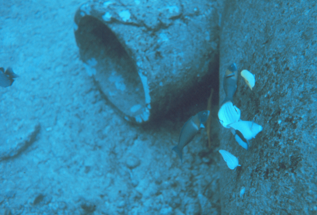 Fish eating egg-mass attached to pipe from damselfish spawning