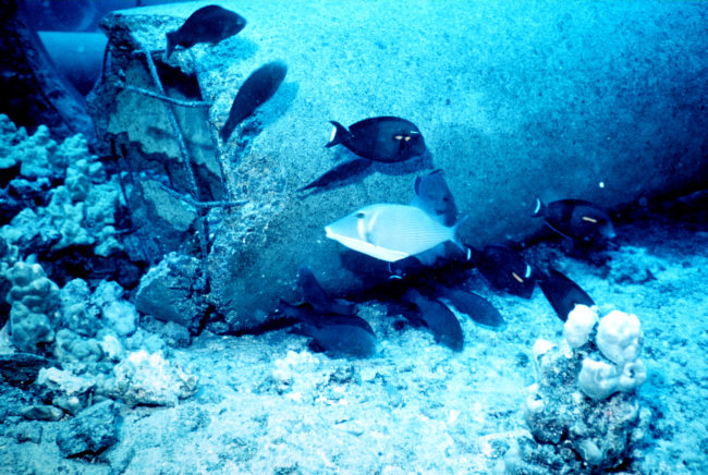 Surgeonfish - Acanthurus olivaceus - grazing on new reef material