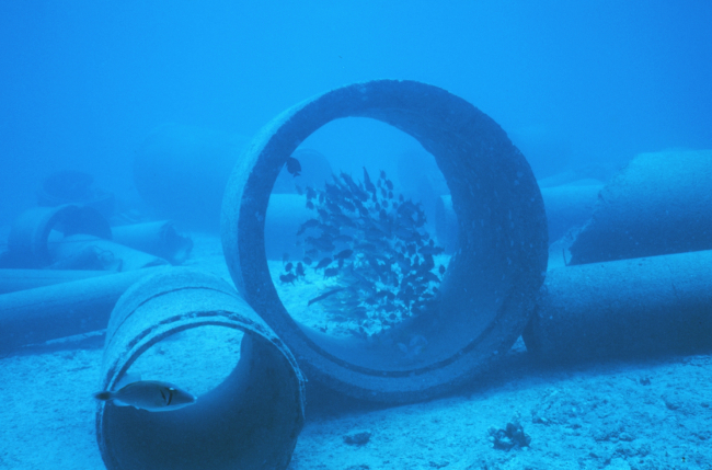 School of Mulloidichthys samoensis (Weke) in large concrete pipe