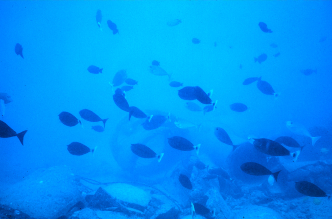 Large school of the surgeon fish, Naso unicornis, associated with low visibilitydays on the artificial reef