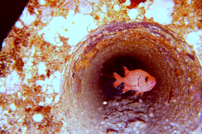 Squirrel fish, Myripristis berndti (Menpachi), in typical artificial reef habitat for that species