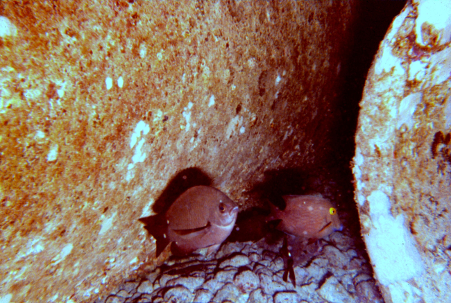 Ctenochaetus striogosus, surgeon fish, and damsel fish,  Dascyllus albisella