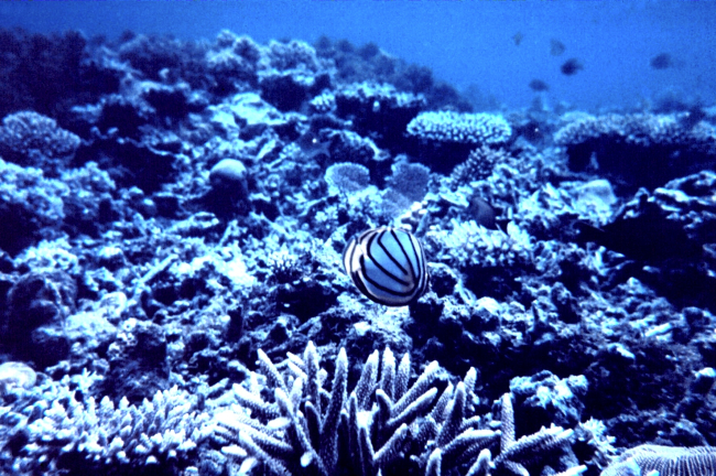 Chaetodon ornatissimus, butterfly fish, on natural reef area 