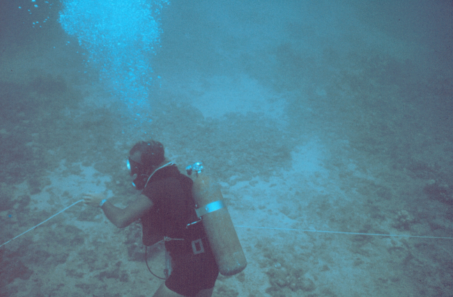 Straightening out one of the underwater transect lines used for counting fish