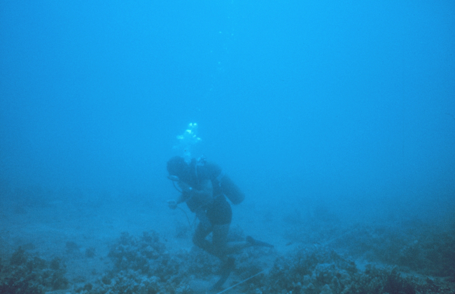 Natural reef areas close to the artificial reef site were also sampled to determine the biomass and species composition of fish