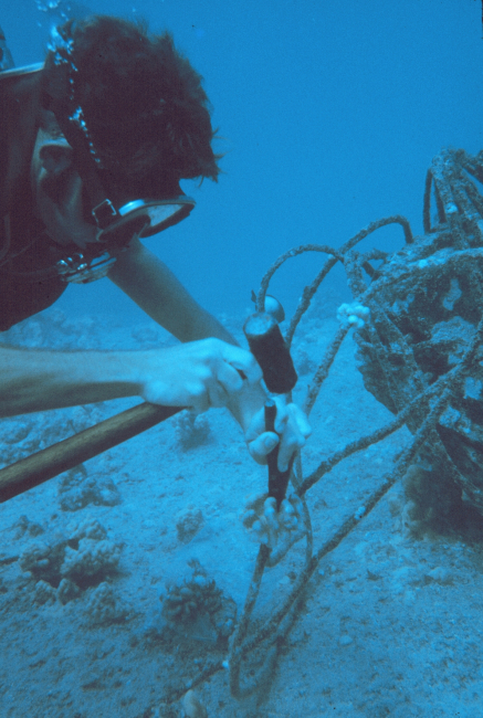 Small coral colonies were collected on pipe surfaces of know age to determine growth rate of corals on the artificial reef
